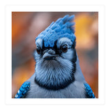 Close Up Blue Jay Bird With Detailed Feathers (Print Only) thumbnail