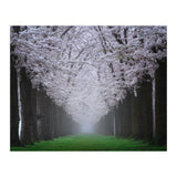 Cherry trees in the fog (Print Only) thumbnail
