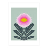 Chrysanthemum - turquoise and pink (Print Only) thumbnail