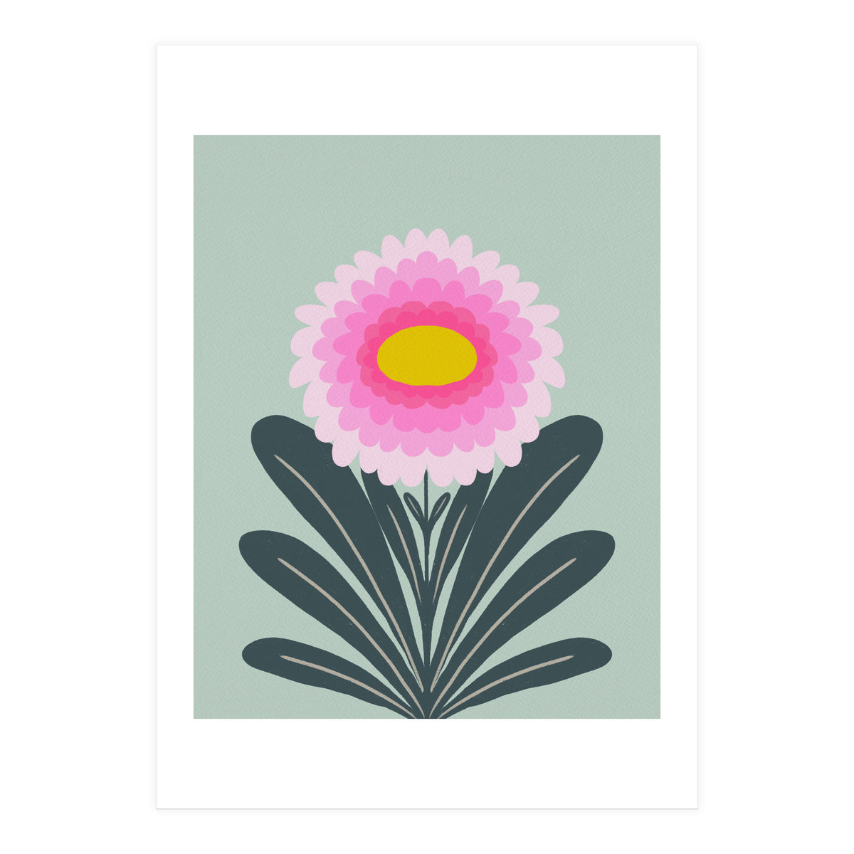 Chrysanthemum - turquoise and pink (Print Only)