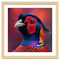 Close Up Pheasant Bird Head Detailed Feathers