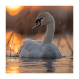 Majestic Swan Swimming At Sunrise Serene Water (Print Only) thumbnail