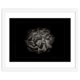 Backyard Flowers In Black And White No 81 with Border thumbnail