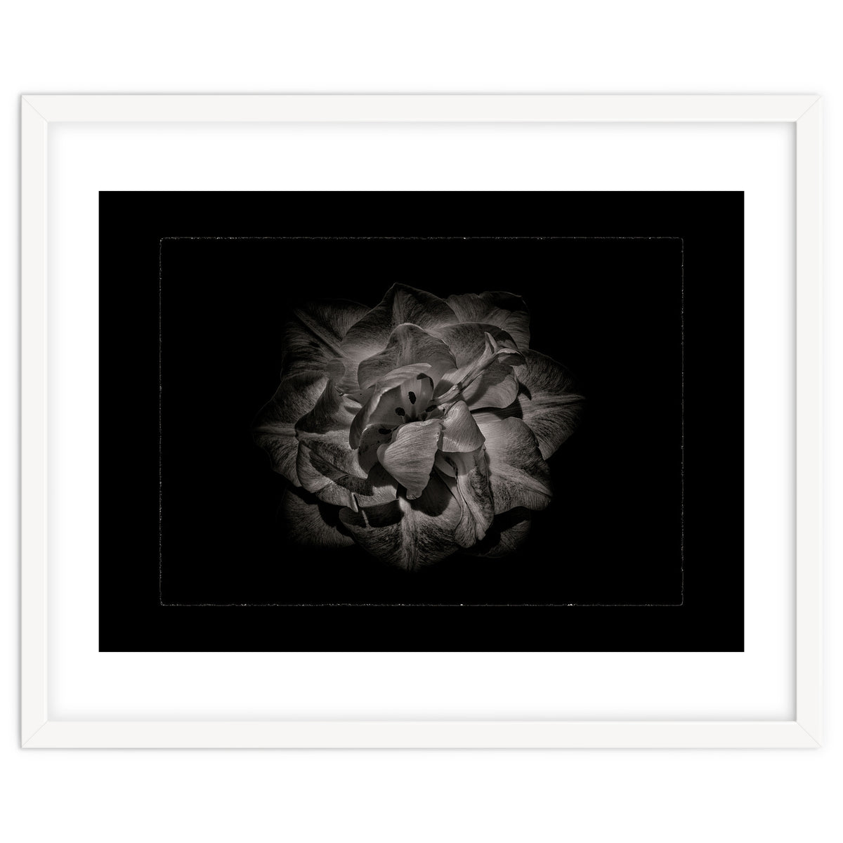 Backyard Flowers In Black And White No 81 with Border