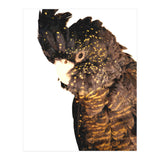 Black Cockatoo  (Print Only) thumbnail