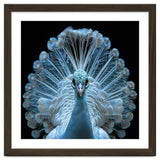 Majestic White Peacock Displaying Its Feathers thumbnail