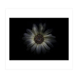 Backyard Flowers No 27 Color Version (Print Only) thumbnail