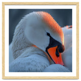 Close Up Of A White Swan With Water Droplets thumbnail