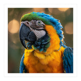 Blue And Gold Macaw Portrait Close Up (Print Only) thumbnail