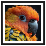 Close Up Of A Sun Conure Parrot's Head thumbnail