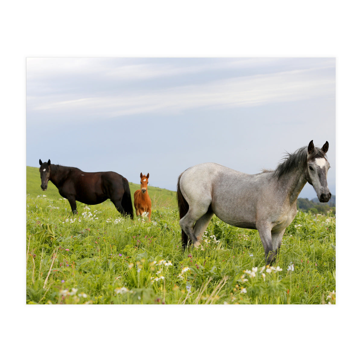 Equine Family (Print Only)