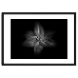 Backyard Flowers In Black And White No 28 Flow Version thumbnail