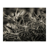 Rosemary Plant (Print Only) thumbnail
