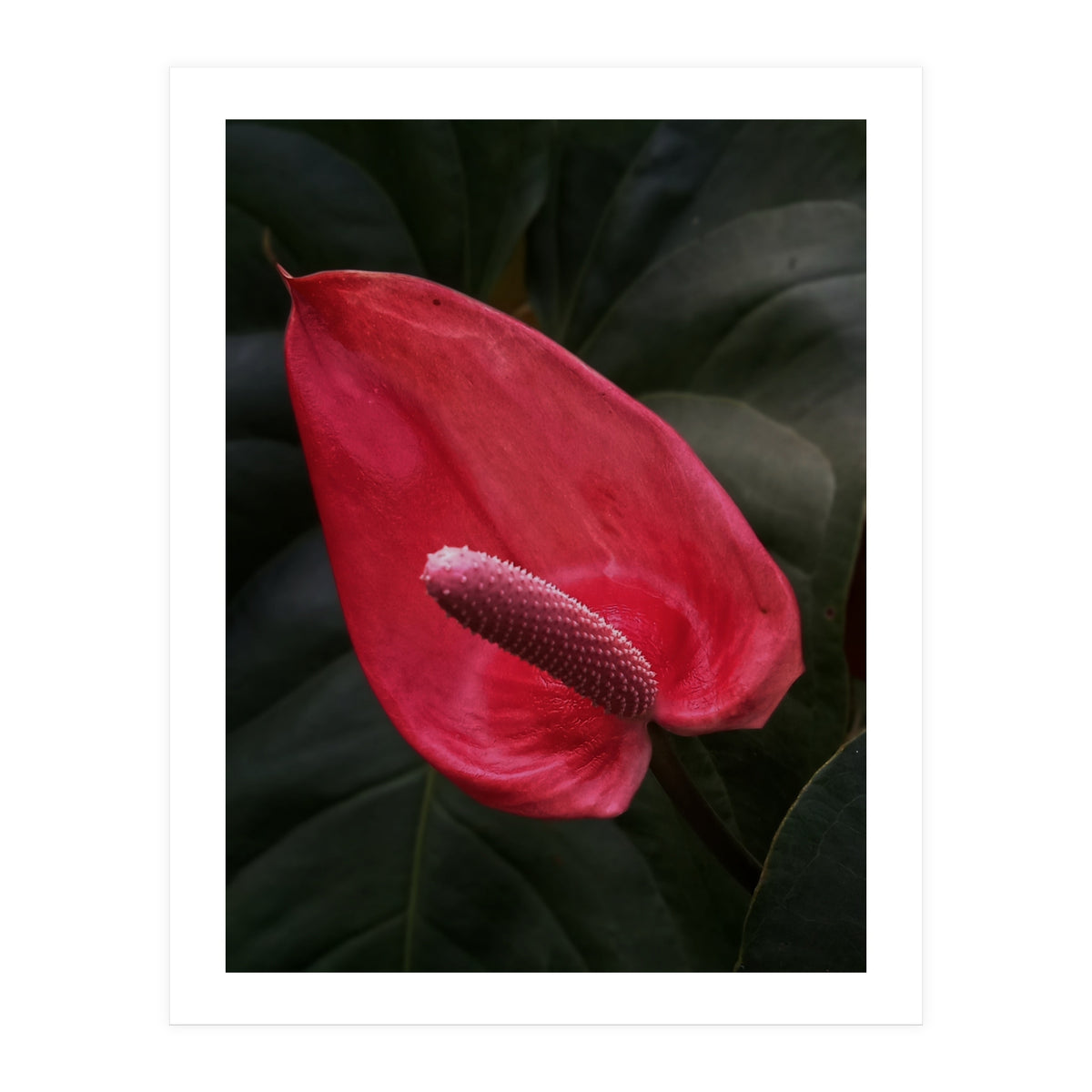 Red Anthurium Flower (Print Only)