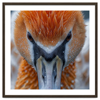 Close Up Of A Pelican's Beak With Water Droplets
