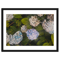 Hydrangeas | Landscape