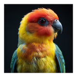 Vibrant Sun Conure Parrot Close Up Portrait (Print Only) thumbnail