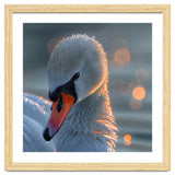 Close Up Of A Swan With Water Droplets thumbnail