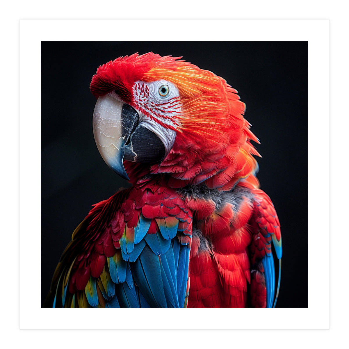Scarlet Macaw Parrot Detailed Feather Close Up Portrait (Print Only)