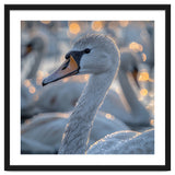 Majestic Swan Close Up With Water Droplets thumbnail