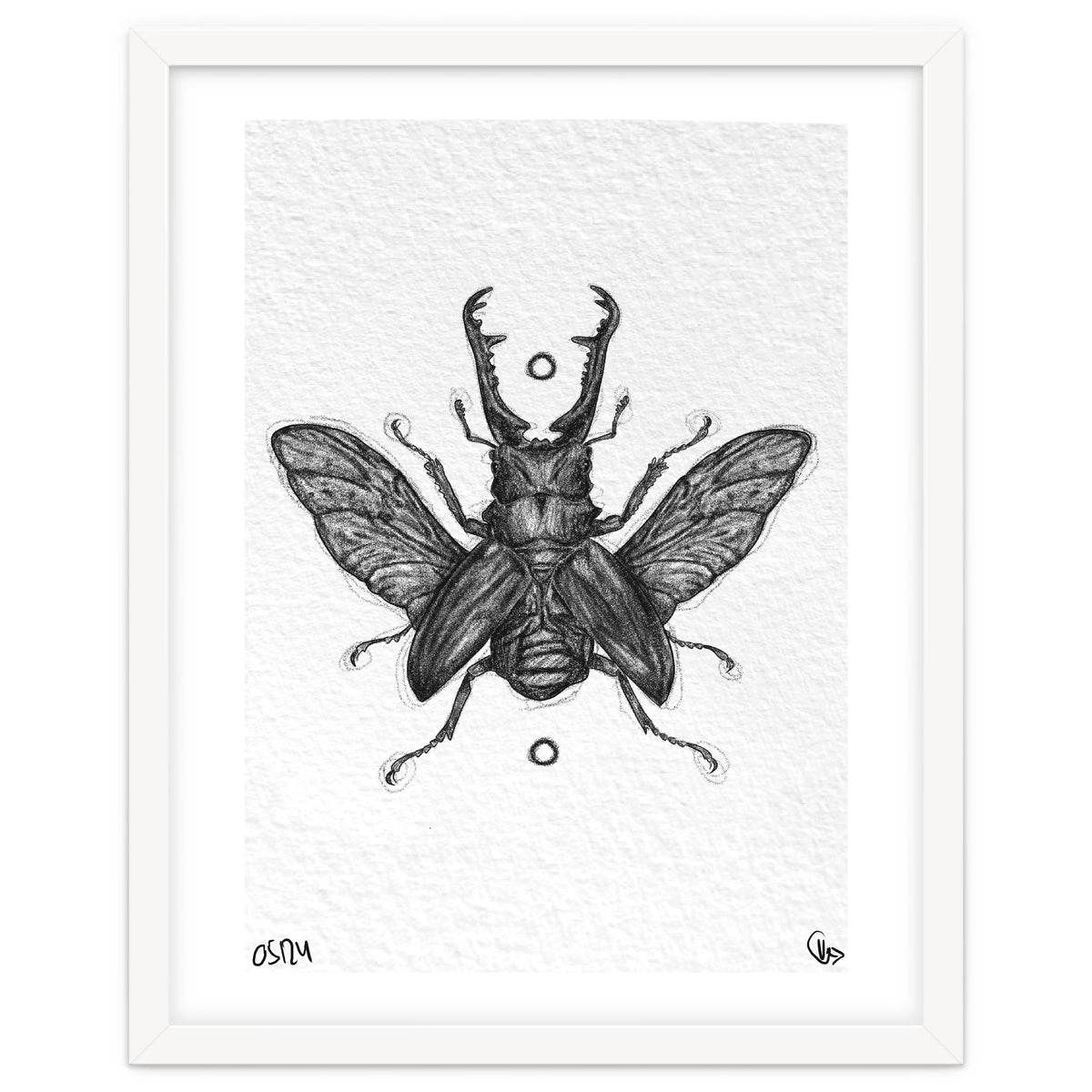 Giraffen Hirschkäfer