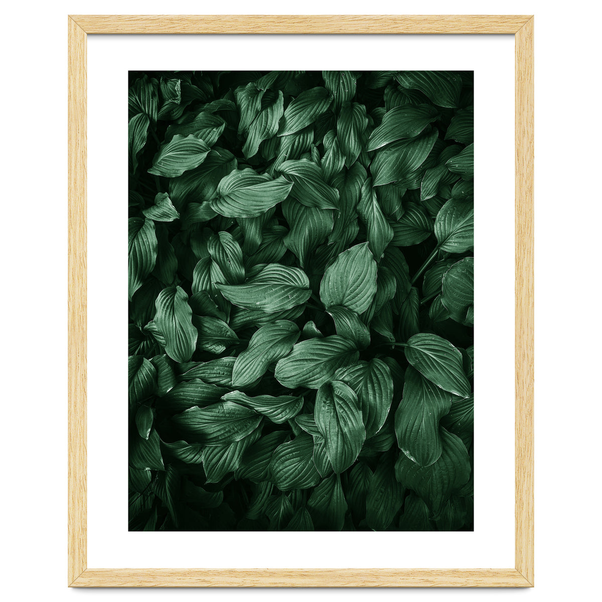 New Foliage Green Ii