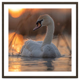 Majestic Swan Swimming At Sunrise Serene Water thumbnail