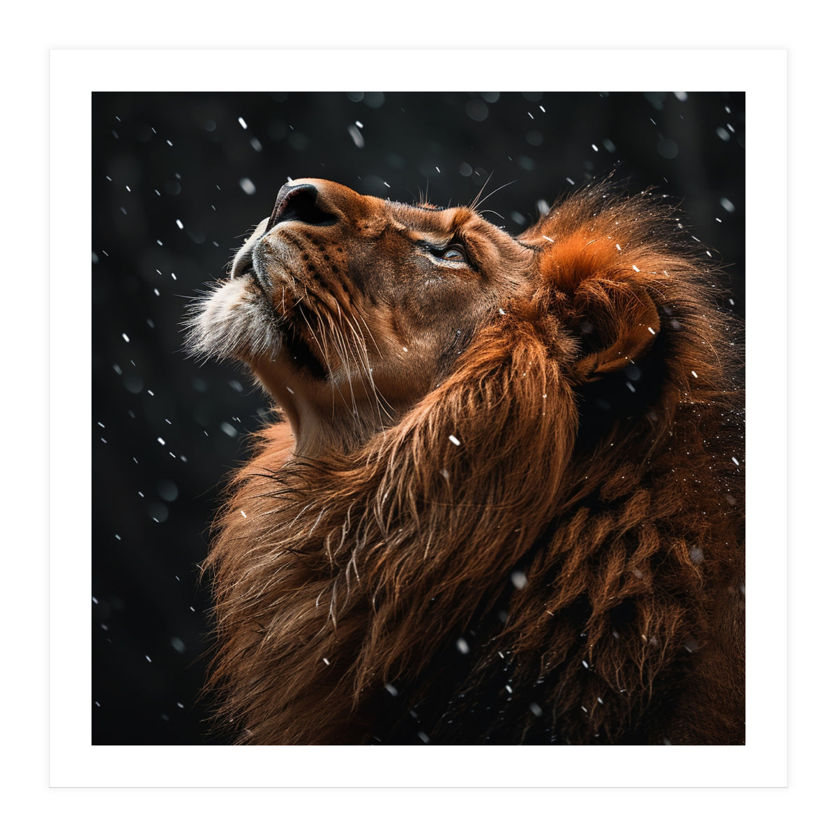 Lion Looking Up In The Snow Majestic (Print Only)