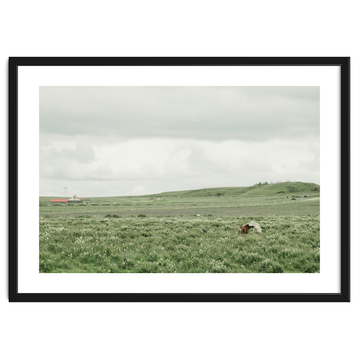 Horses in the middle of the green field - Iceland