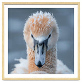 Majestic Swan Covered In Frost And Snow thumbnail