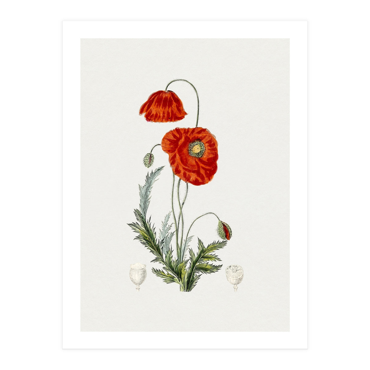 Red Poppy (Hand Drawn Illustration) (Print Only)