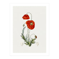 Red Poppy (Hand Drawn Illustration) (Print Only)