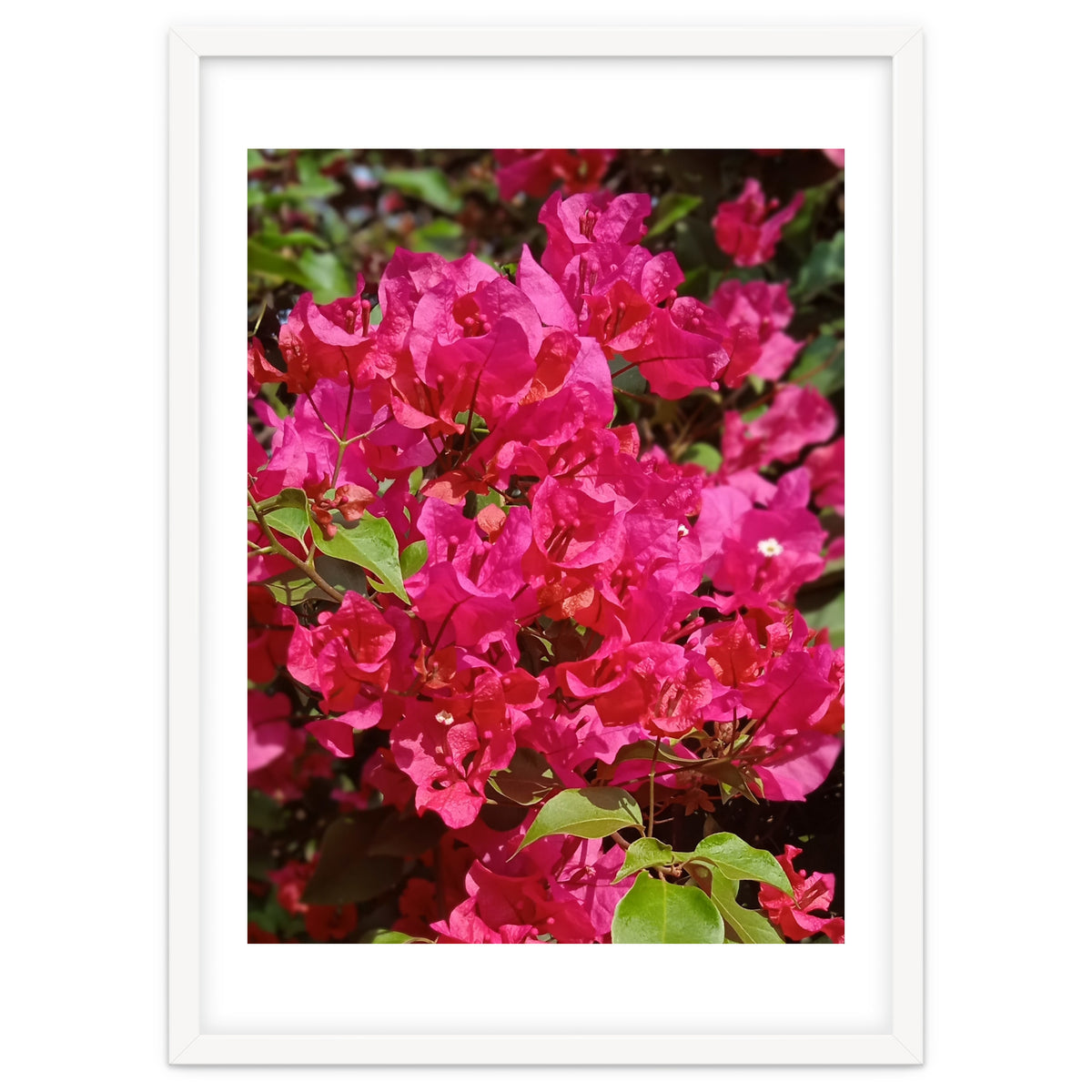 Pink Bougainvillea Flowers