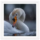 White Swan Bird With Water Droplets In Rain thumbnail