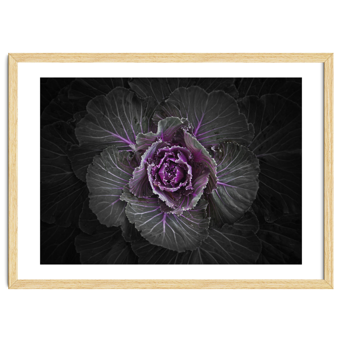 Backyard Flowers No 108 Color Version