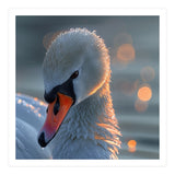 Close Up Of A Swan With Water Droplets (Print Only) thumbnail