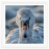 Close Up Of A Swan In Frost Winter Bird Close Up thumbnail