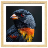 Black Bird With Red Eyes And Orange Chest Feathers thumbnail