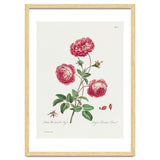 John Edwards – Larger Provence Rose (1770–1775) thumbnail