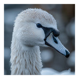 Close Up Of A Swan Head Covered In Water Droplets (Print Only) thumbnail