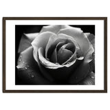 Ethereal Monochromatic Rose Petal Macro thumbnail