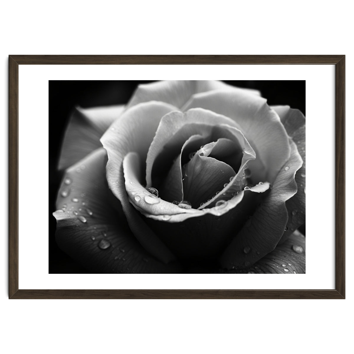 Ethereal Monochromatic Rose Petal Macro