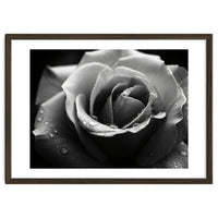 Ethereal Monochromatic Rose Petal Macro