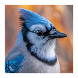 Blue Jay Bird Close Up Detailed Portrait (Print Only) thumbnail