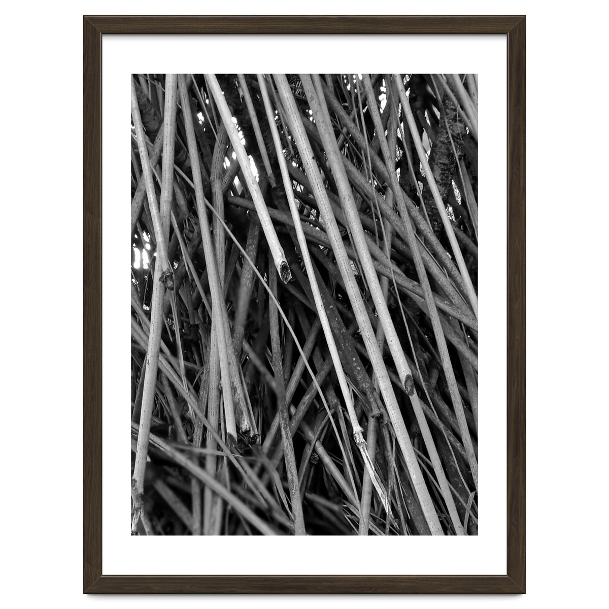 Black Tectorius Plant Shoots Art