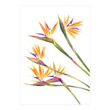 Strelitzien (Print Only) thumbnail