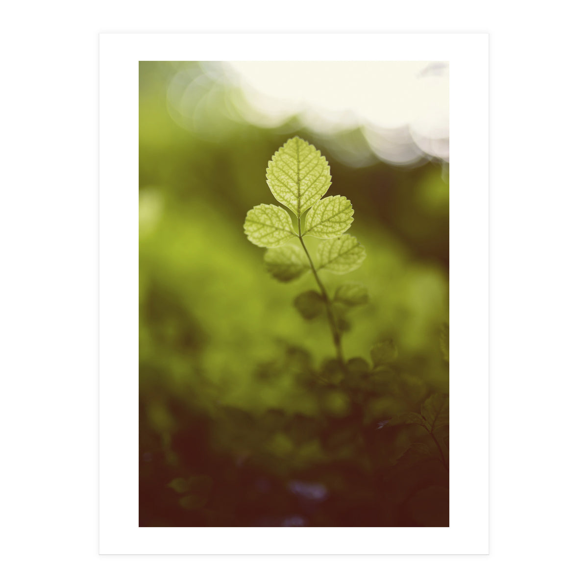 Out of the green (Print Only)