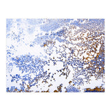 Coral Blooming (Print Only) thumbnail