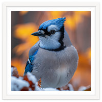 Blue Jay Bird In Winter Snowfall And Leaves