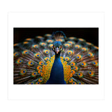 Close Up Peacock Displaying Its Feathers (Print Only) thumbnail